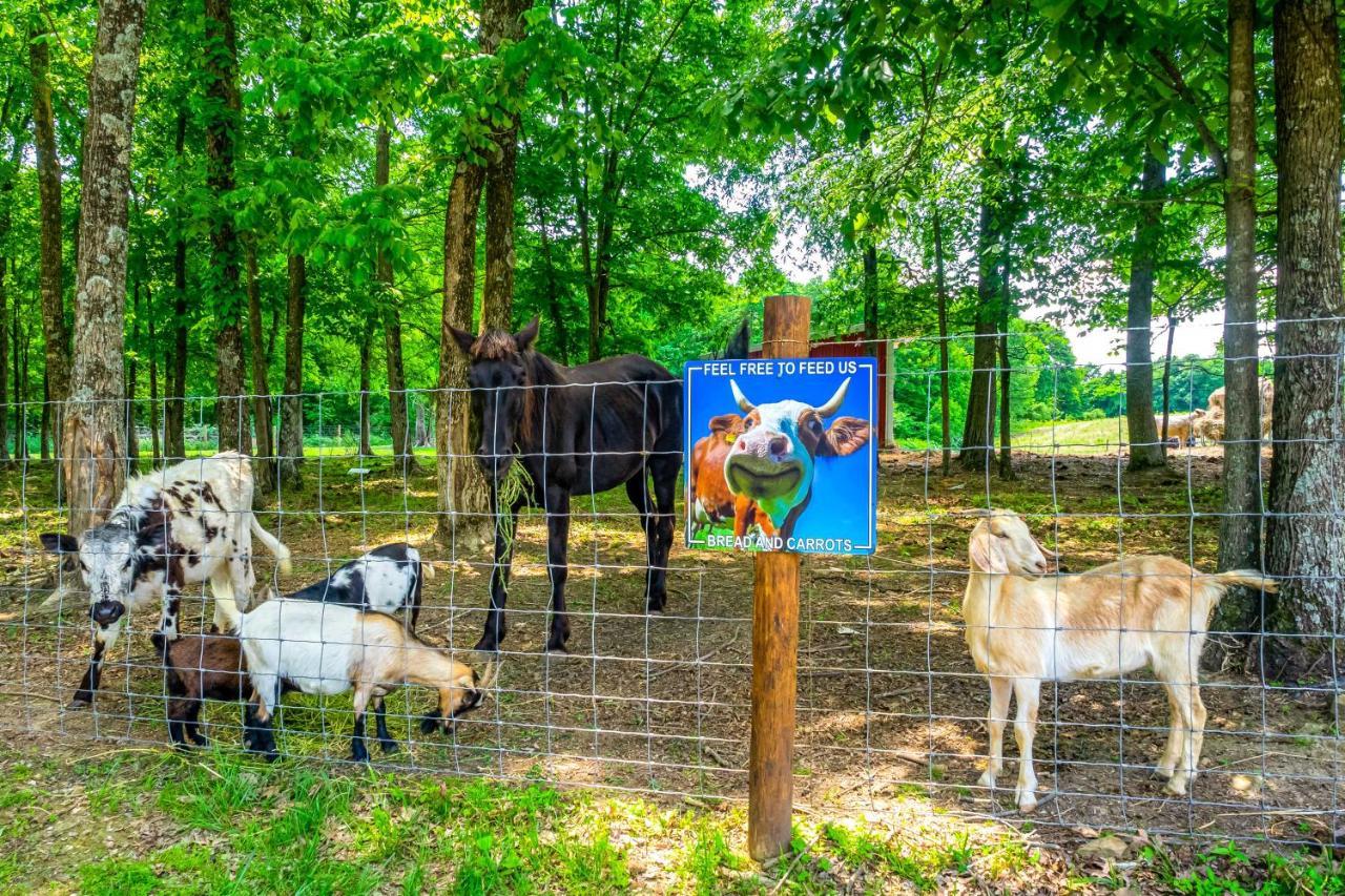 Вілла Almost Heaven Farmers Paradise On 50 Acres! Brownsville Екстер'єр фото